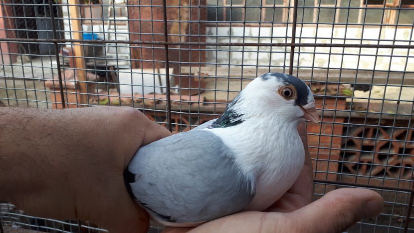 27.1 - Tineret oprit pentru 2020