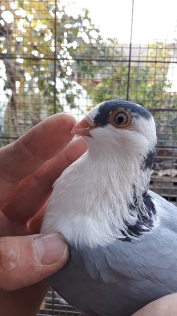 27.2 - Tineret oprit pentru 2020