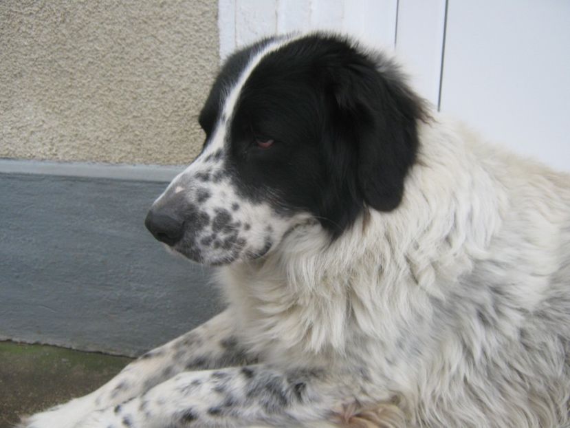 Te iubim Bruno! - IN MEMORIAM BRUNO 22 iunie 2010 - 28 noiembrie 2019