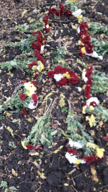dupa o saptamana.... - IN MEMORIAM BRUNO 22 iunie 2010 - 28 noiembrie 2019