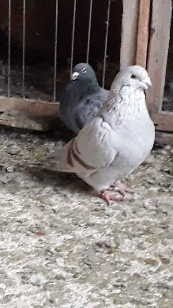  - Standard romanesc vechi si foarte usori