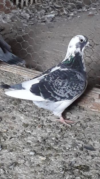  - Standard romanesc vechi si foarte usori