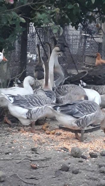 La masă - A Gaste chinezesti si africane 2018-2019