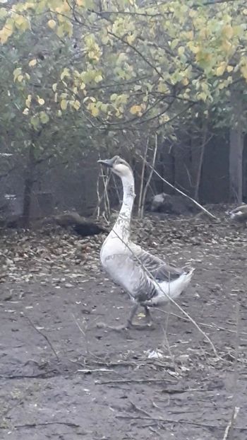 VideoCapture_20191103-225432 - A Gaste chinezesti si africane 2018-2019