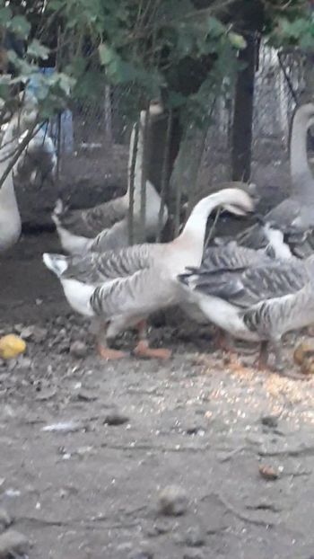 VideoCapture_20191103-225553 - A Gaste chinezesti si africane 2018-2019