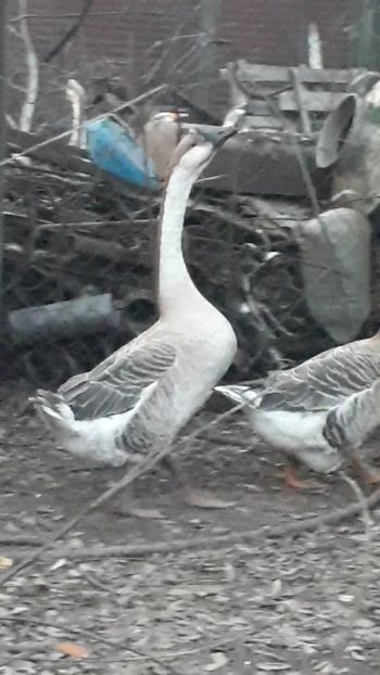 VideoCapture_20191103-225536 - A Gaste chinezesti si africane 2018-2019