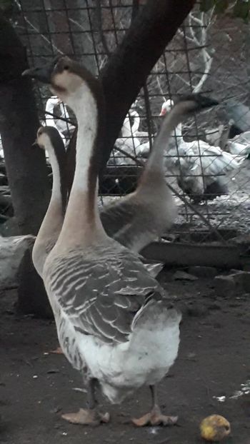 VideoCapture_20191103-225704 - A Gaste chinezesti si africane 2018-2019