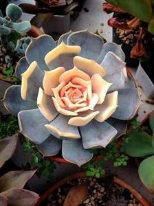  - De prin lume adunate