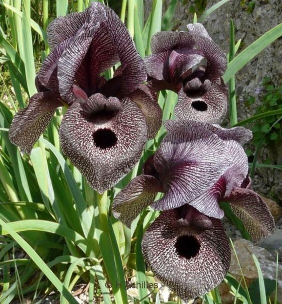  - De prin lume adunate