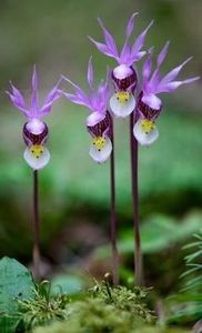  - De prin lume adunate