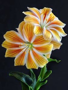  - De prin lume adunate