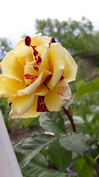 received_299563844290882 - Simsalabim