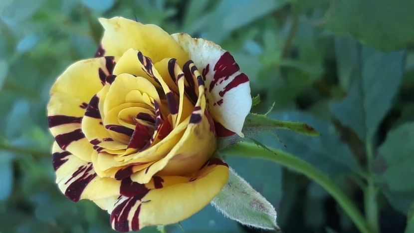 received_1782595725220012 - Simsalabim