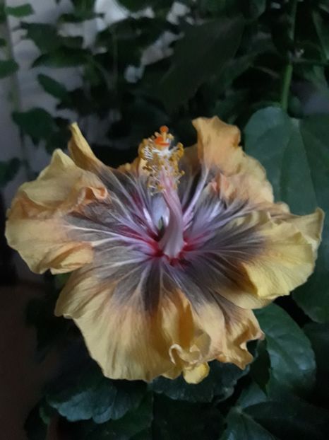  - Barry Schlueter -Trademark