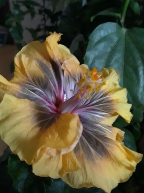  - Barry Schlueter -Trademark