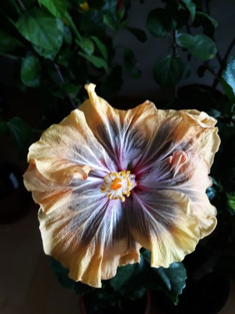  - Barry Schlueter -Trademark