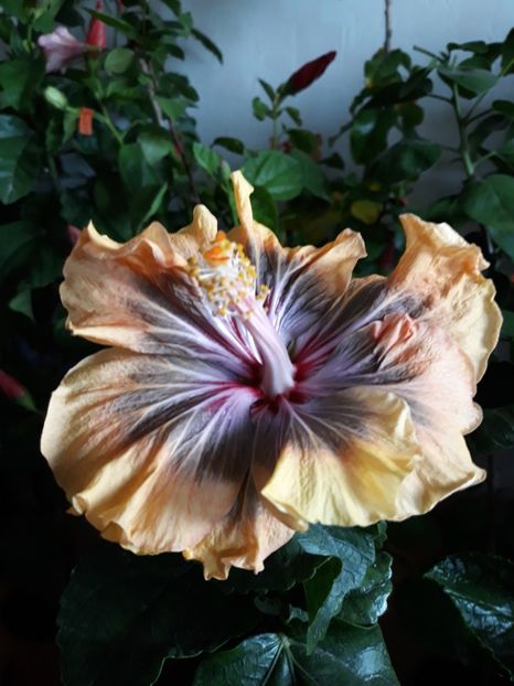  - Barry Schlueter -Trademark