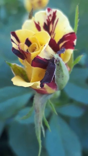 received_2321598848054651 - Simsalabim