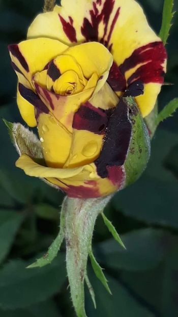 received_1454730991336781 - Simsalabim