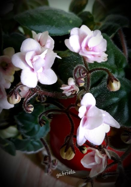  - Rob-s Vanilla Trail