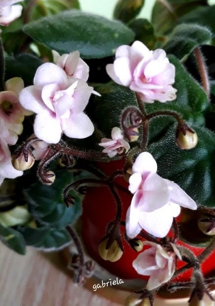  - Rob-s Vanilla Trail