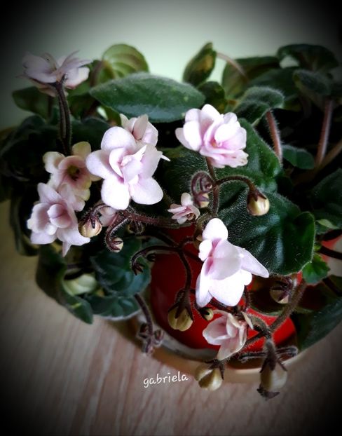  - Rob-s Vanilla Trail