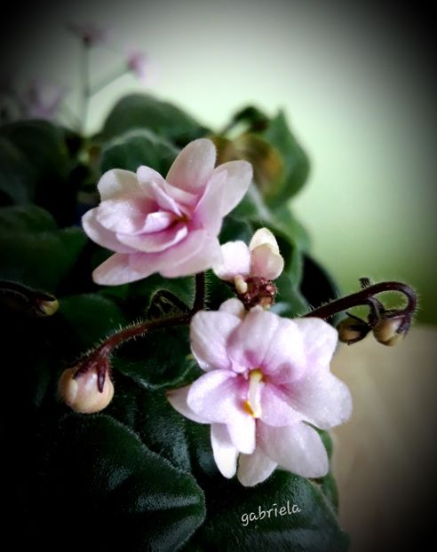  - Rob-s Vanilla Trail