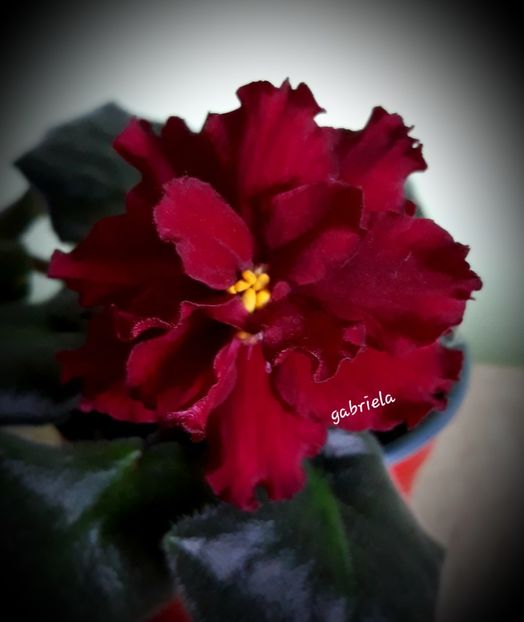  - Le Ognennyi Tsvetok