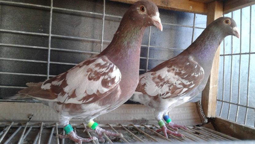  - De vanzare meulemans pe galben si pe rosu