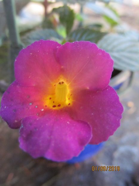  - ACHIMENES 2020 - VANZARI HIBRIZI