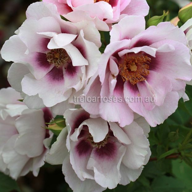 EyesForYou_wm8642-800x800 - EYES FOR YOU