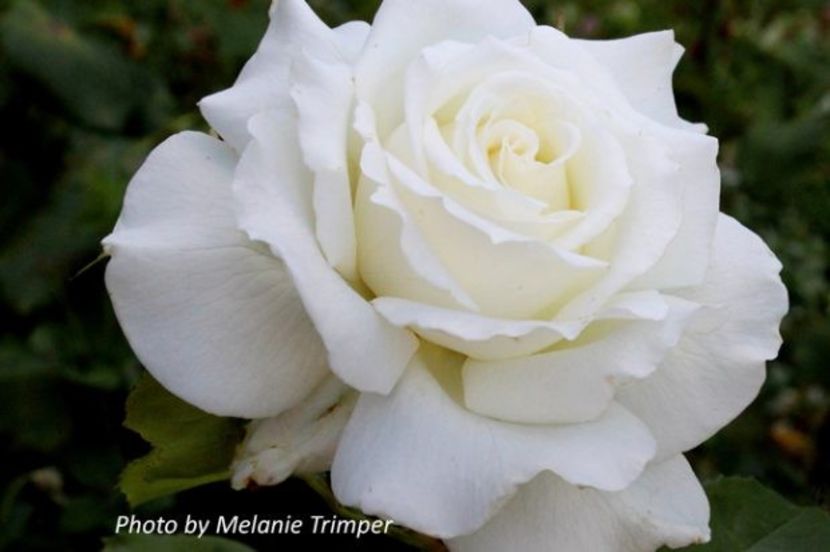 Pope-John-Paul-1 - PAPA IOAN PAUL II