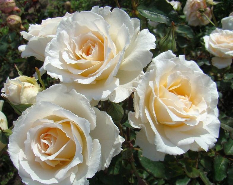 Poustinia - POUSTINIA