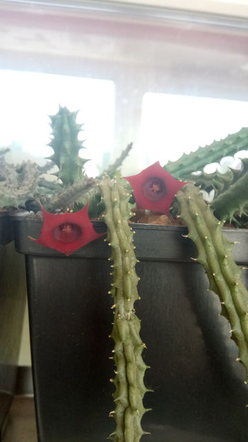 31.10.2019 - Huernia schneideriana