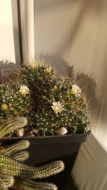 31.10.2019 - Mammillaria decipiens