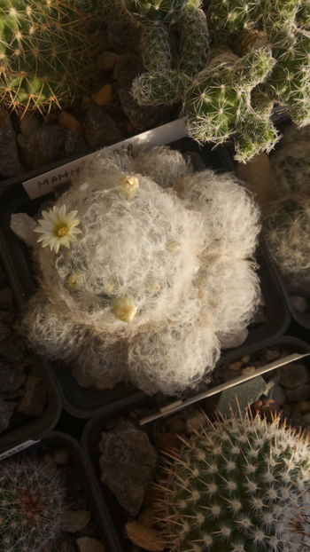 31.10.2019 - Mammillaria plumosa