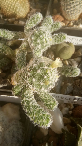 31.10.2019 - Mammillaria gracilis