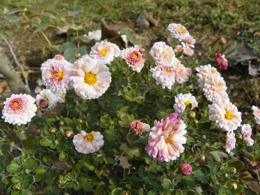 chrysanthemum Julia - Dobarland 2019 4