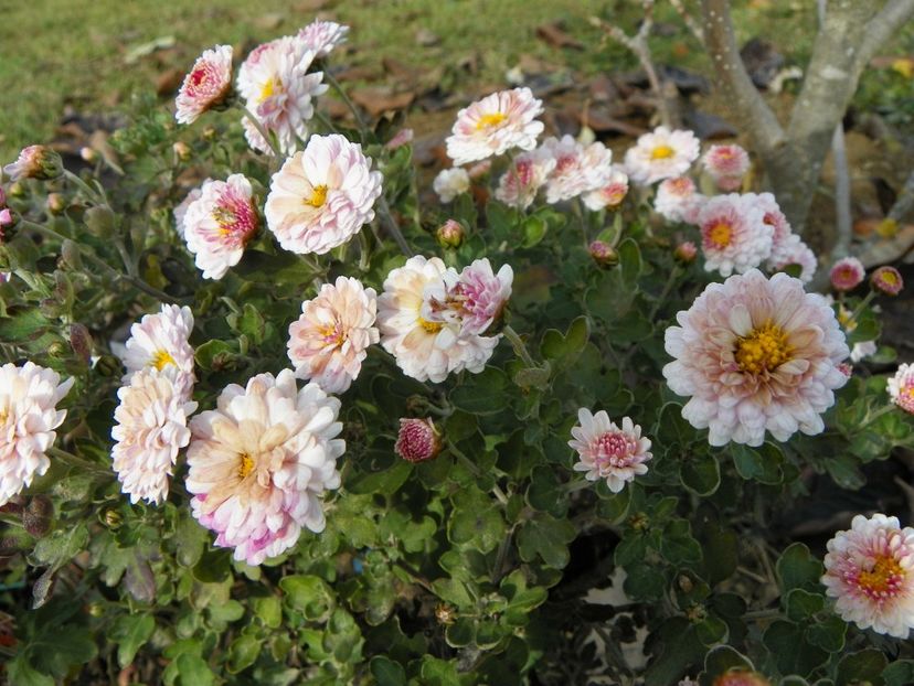 chrysanthemum Julia - Dobarland 2019 4