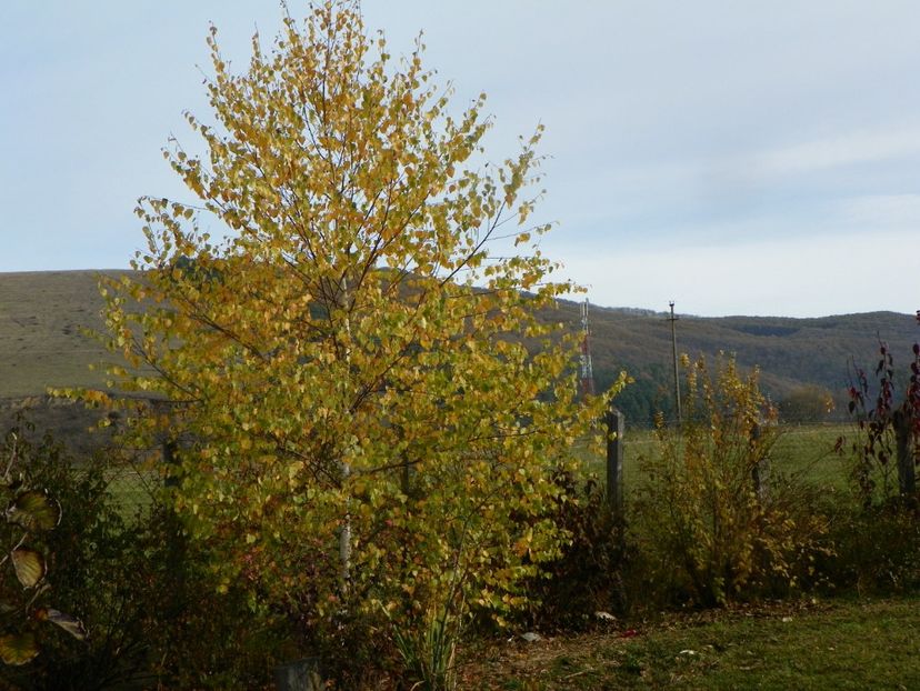 2 nov (34) - Dobarland 2019 4