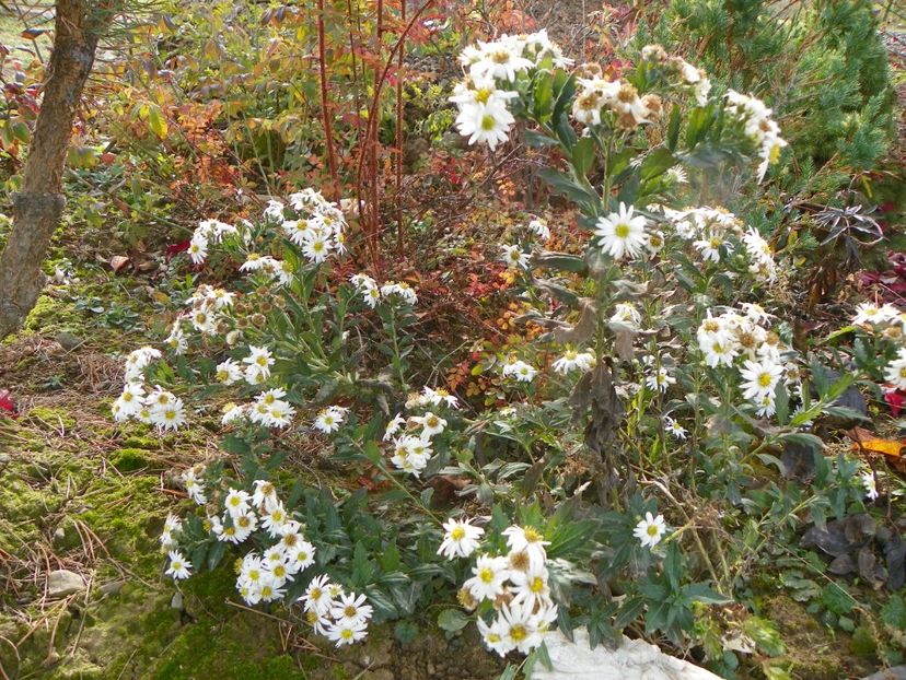 aster ageratoides Ashvi - Dobarland 2019 4