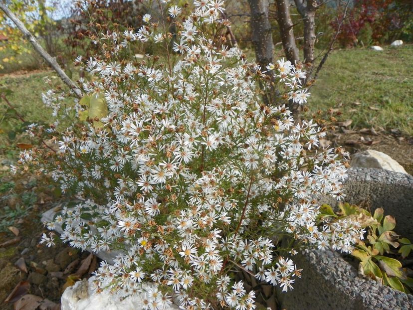 aster pringlei Monte Cassino - Dobarland 2019 4