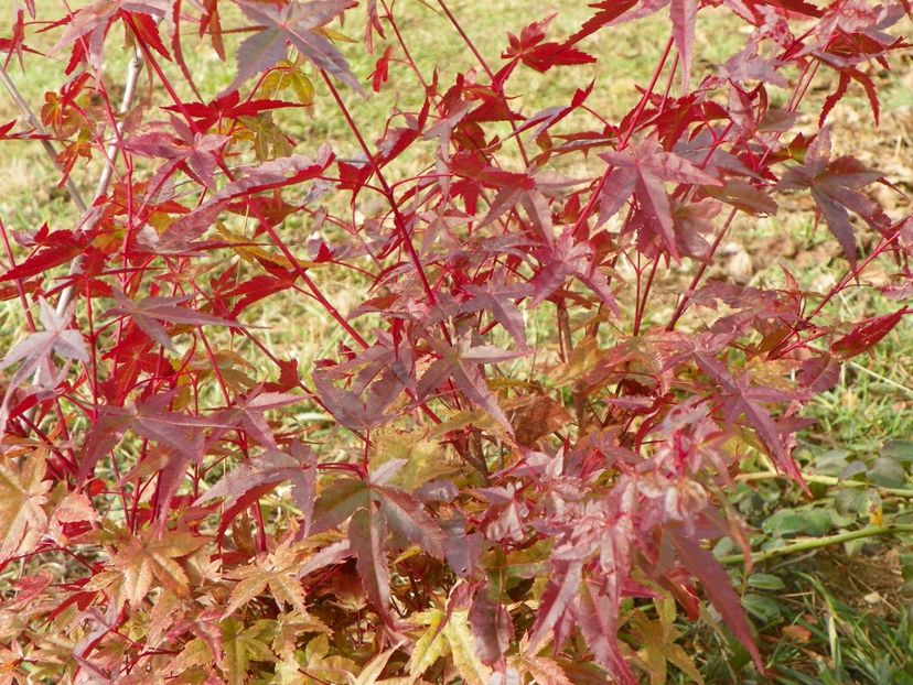 acer palm. Beni Maiko - Dobarland 2019 4