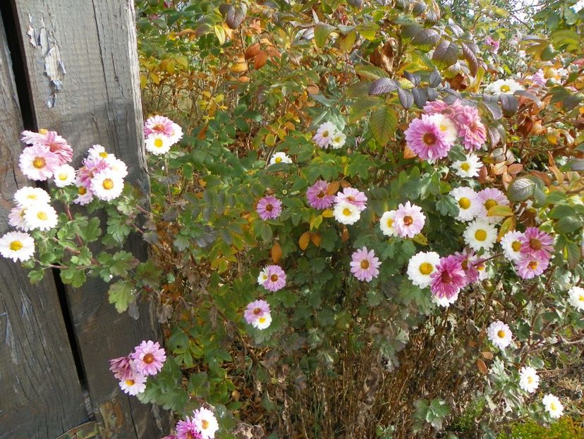 chrysanthemum Poesie - Dobarland 2019 4