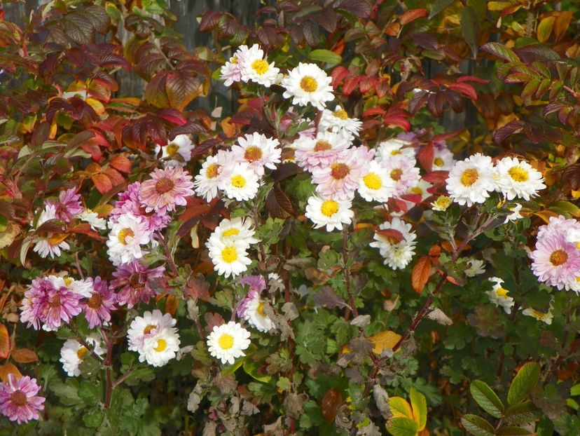 chrysanthemum Poesie - Dobarland 2019 4