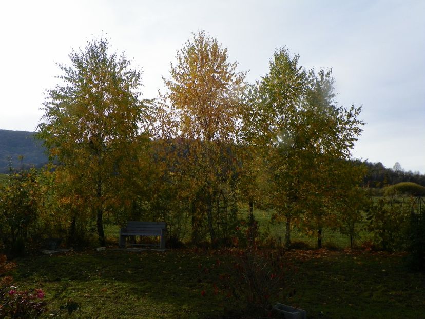 mesteceni - Dobarland 2019 4