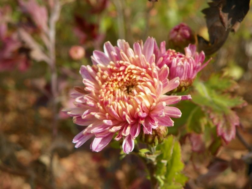 tufanele - Dobarland 2019 4