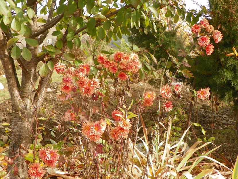 chrysanthemum Kleiner Bernstein - Dobarland 2019 4