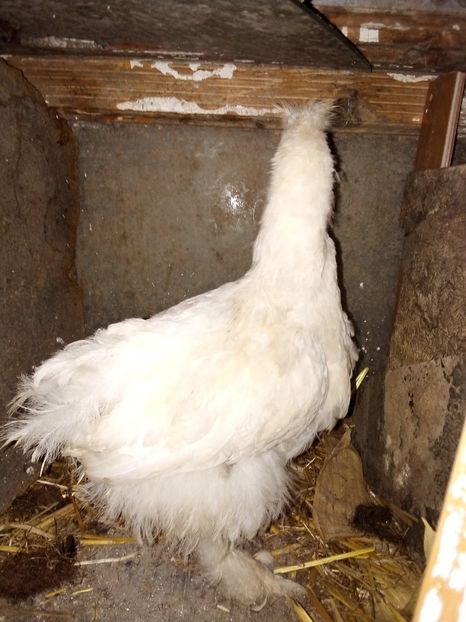  - Pui de găină mixtă moțată încălțată 2019