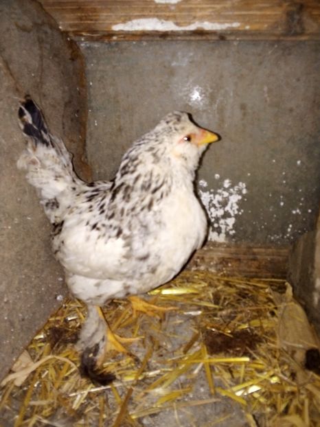  - Pui de găină mixtă moțată încălțată 2019